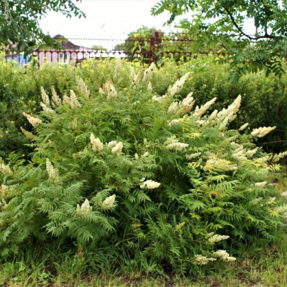 Рябинник рябинолистный