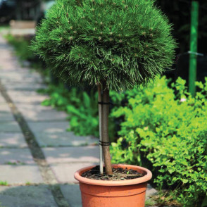 Сосна горная «Мопс» на штамбе