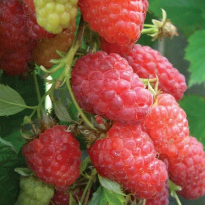 Малина «Геракл»