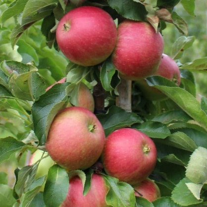 Яблоня колоновидная «Васюган»