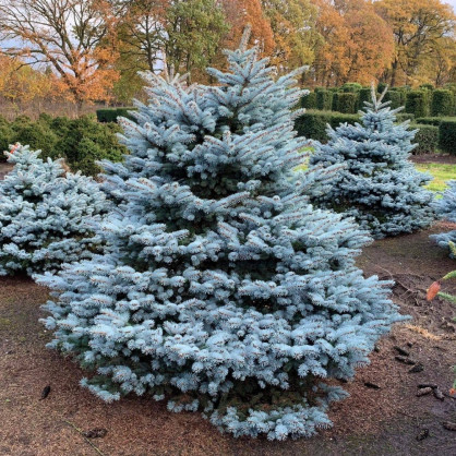 Ель колючая голубая (Pīcea pūngens)