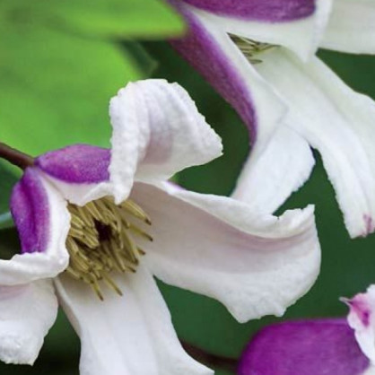 Клематис «Эльф»