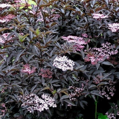 Бузина черная «Блек Лейс»