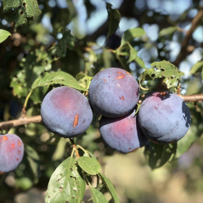 Слива «Анжелина»