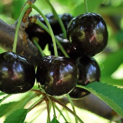 Черешня «Ленинградская черная»