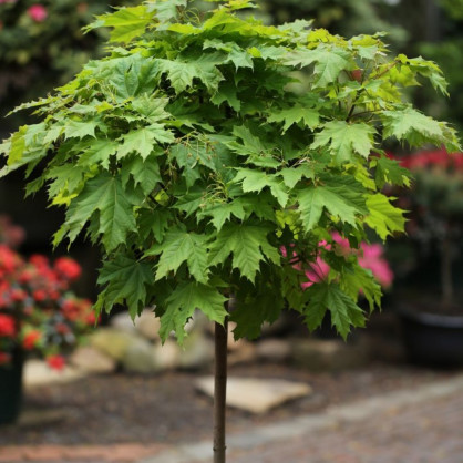 Клен обыкновенный