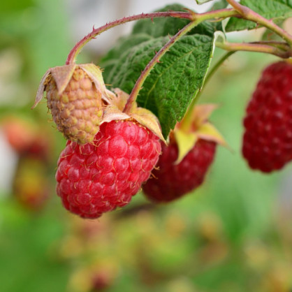 Малина ремонтантная красная «Брянское диво»