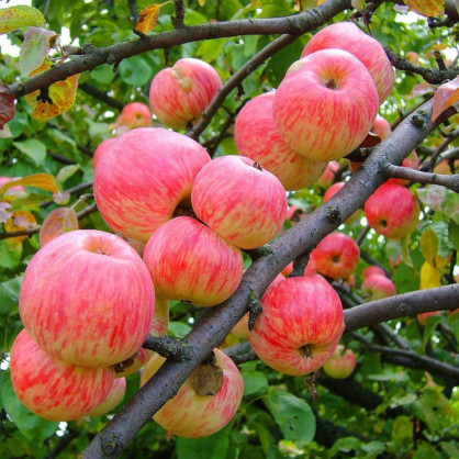 Яблоня «Мельба»