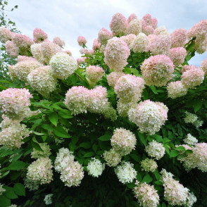 Гортензия метельчатая «Грандифлора»