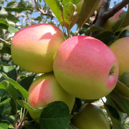 Яблоня «Синап Орловский»