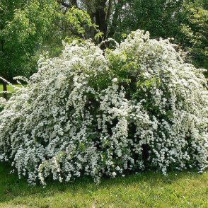 Спирея «Вангутта»