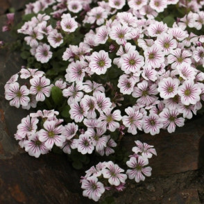 Гипсофила ясколковидная