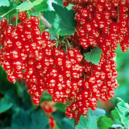 Смородина красная «Джонкер Ван Тетс» на штамбе