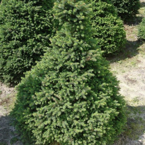 Ель обыкновенная «Виллс Цверг»