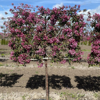 Яблоня декоративная «Маковецкого»