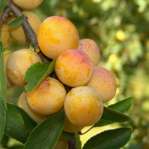 Слива «Мирабэль»