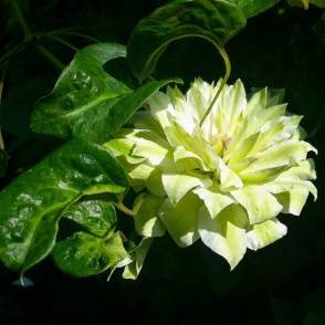 Клематис «Сен-но-Казе»