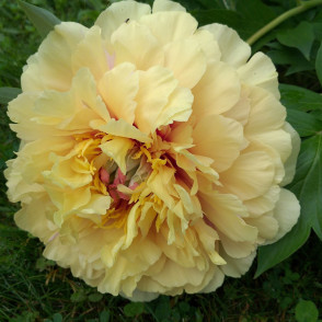 Пион «Гарден Грети»