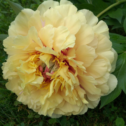 Пион «Гарден Грети»