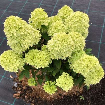 Гортензия «Литл Пассион»