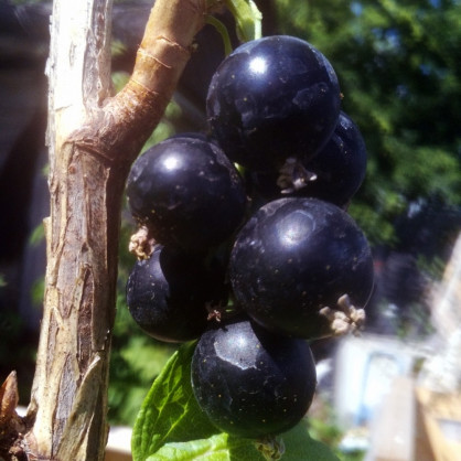 Смородина «Тамерлан»