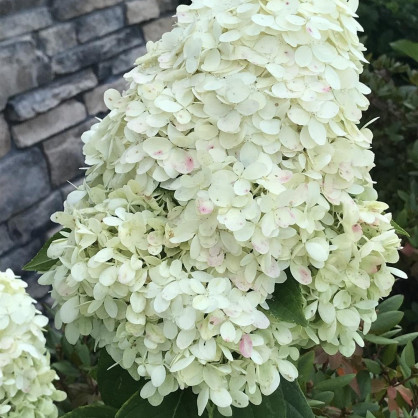 Гортензия «Мэджикал Лайм Спаркл»
