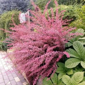 Барбарис «Пинк Квин»