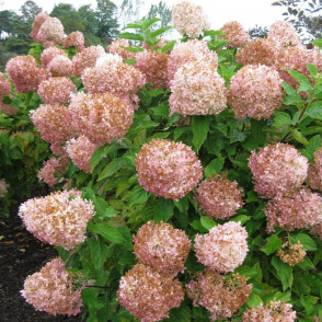 Гортензия метельчатая «Фантом»
