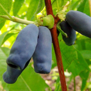 Жимолость «Золушка»