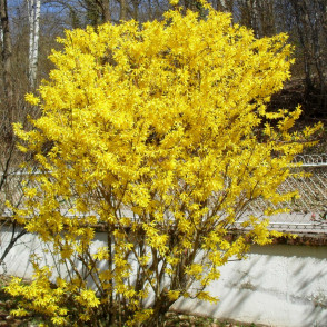 Форзиция «Линвуд Голд»