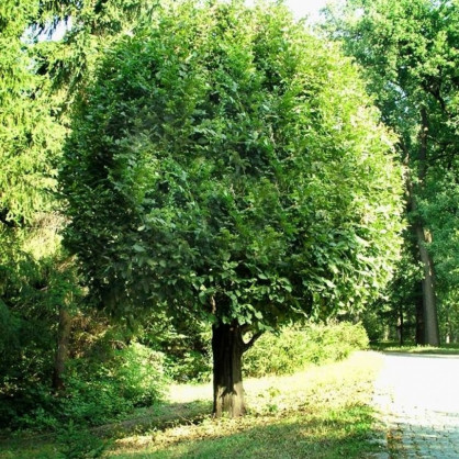 Граб «Вариегата»