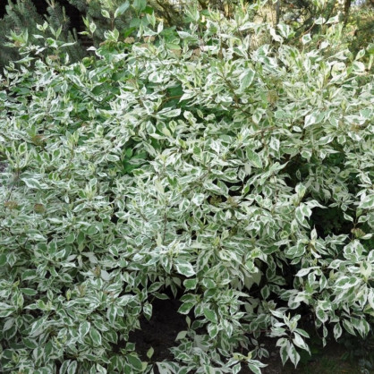 Дерен белый «Аргентеомаргината»