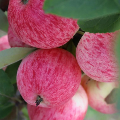 Яблоня «Конфетная»