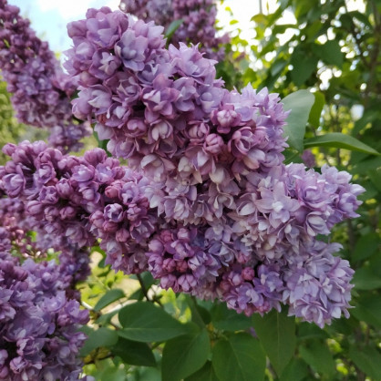 Сирень «Тарас Бульба»