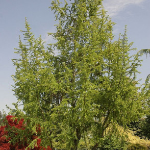 Лиственница «Якобсен Пирамид»