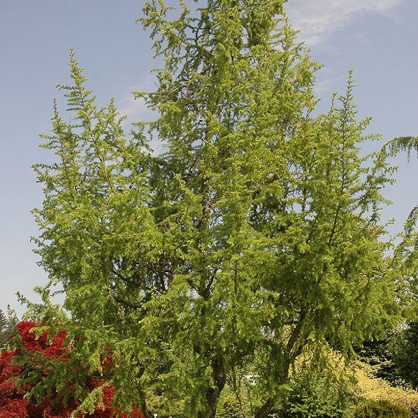 Лиственница «Якобсен Пирамид»