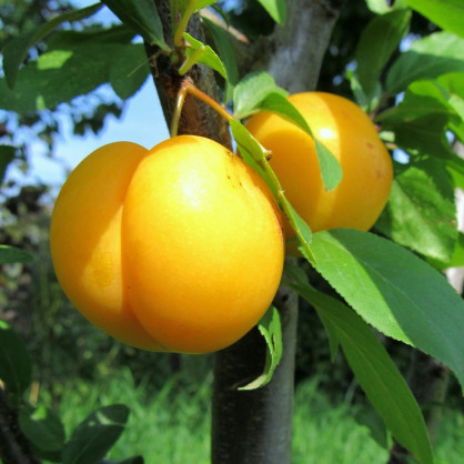 Алыча «Лодва»