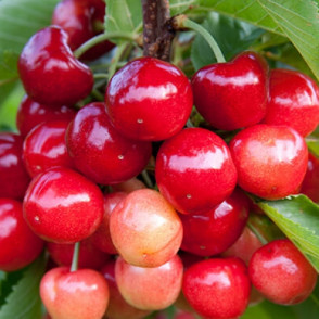 Черешня «Фатеж»