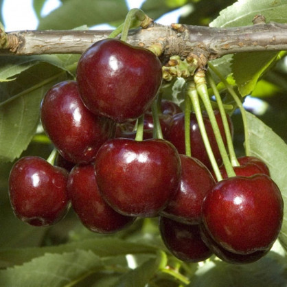 Черешня «Регина»