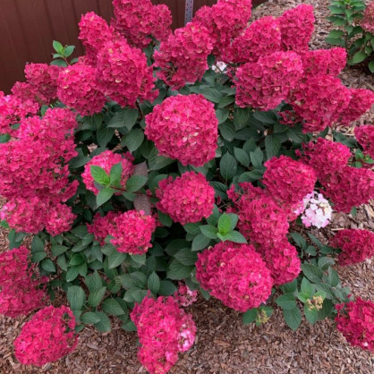 Гортензия «Самарская Лидия»