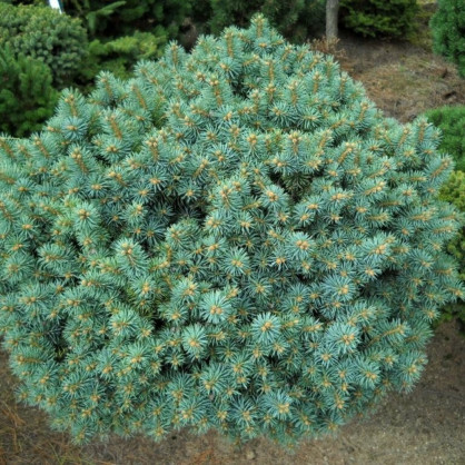 Ель колючая «Брунек»