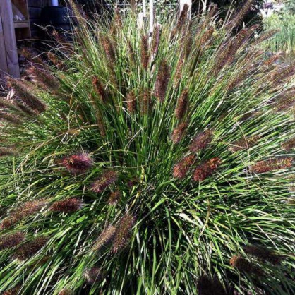 Пеннисетум «Блэк Бьюти»