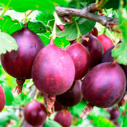 Крыжовник «Салют»