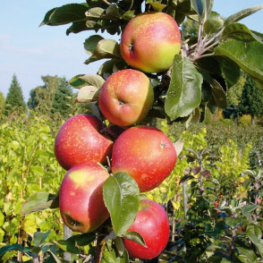 Яблоня колоновидная «Созвездие»