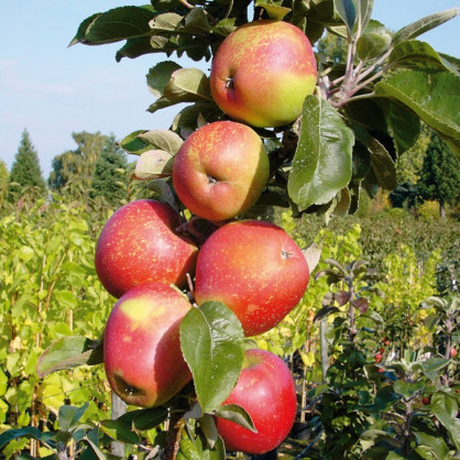 Яблоня колоновидная «Созвездие»