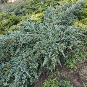 Можжевельник «Блю Карпет»