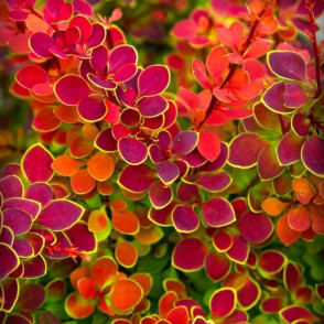 Барбарис «Оранж Санрайз»