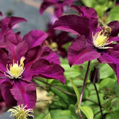 Клематис «Варшавская ночь»