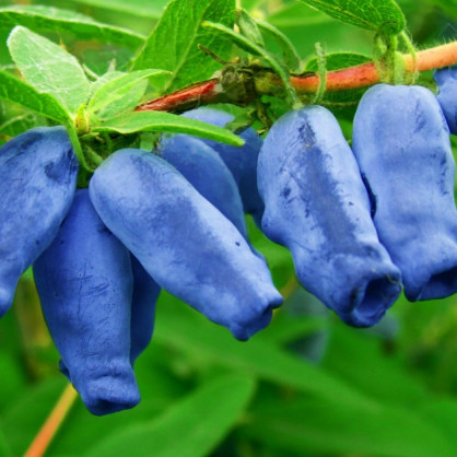 Жимолость «Лакомка»