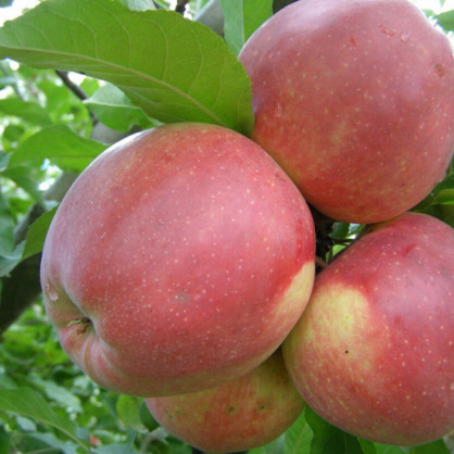 Яблоня «Лигол»